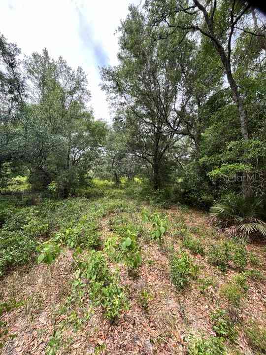 TBD 170th SE Avenue Road, OCKLAWAHA, Florida image 6