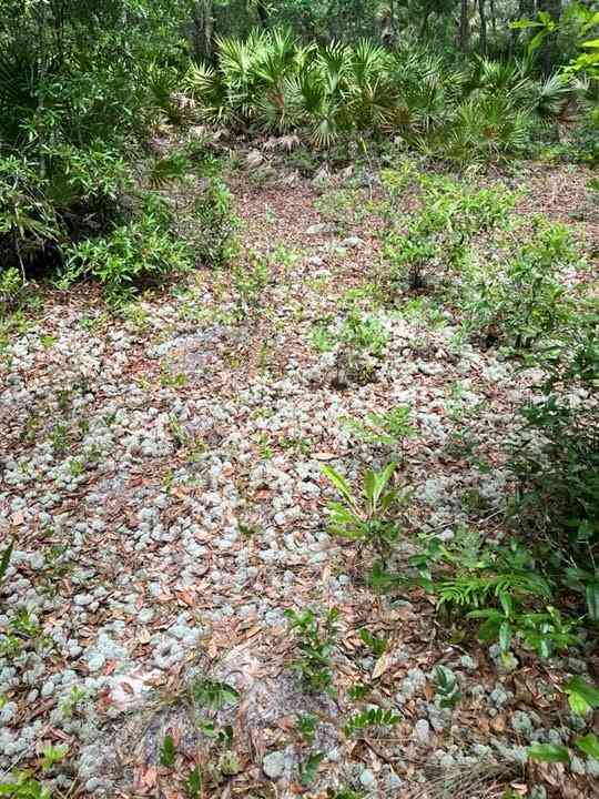 TBD 170th SE Avenue Road, OCKLAWAHA, Florida image 13