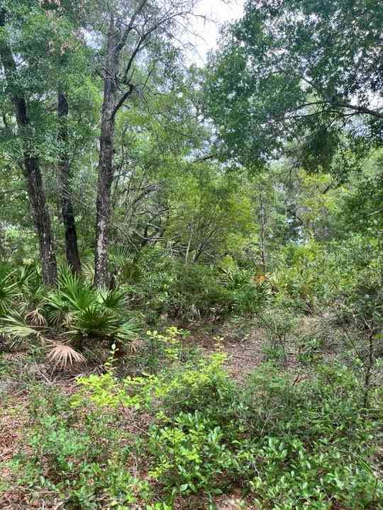 TBD 170th SE Avenue Road, OCKLAWAHA, Florida image 9