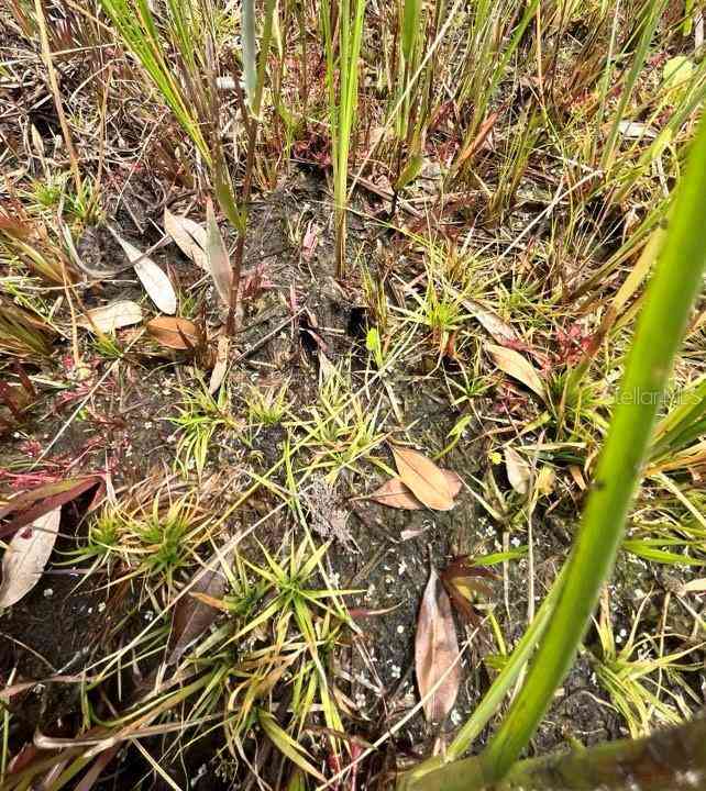 TBD 170th SE Avenue Road, OCKLAWAHA, Florida image 29