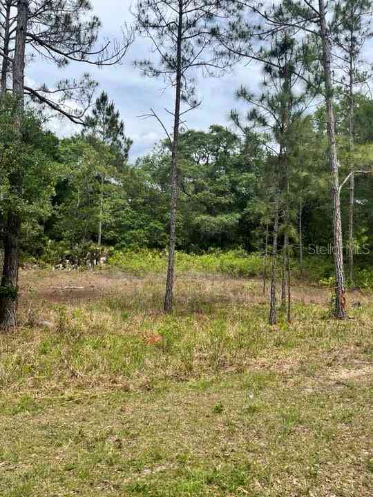 TBD 170th SE Avenue Road, OCKLAWAHA, Florida image 5