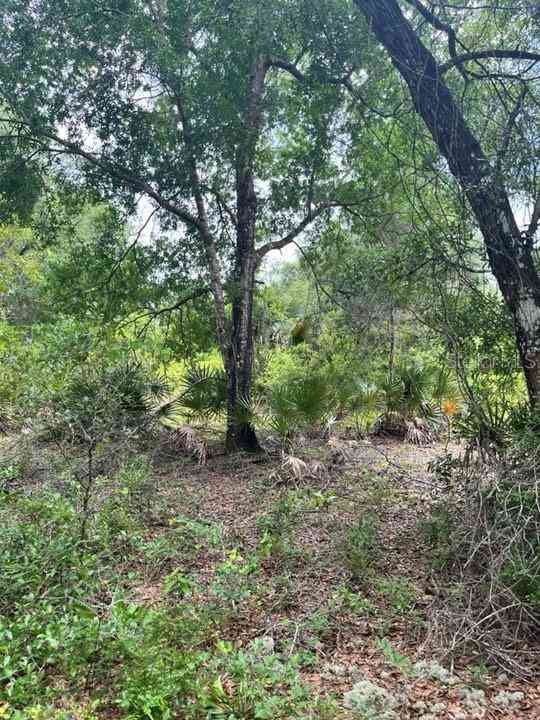 TBD 170th SE Avenue Road, OCKLAWAHA, Florida image 14