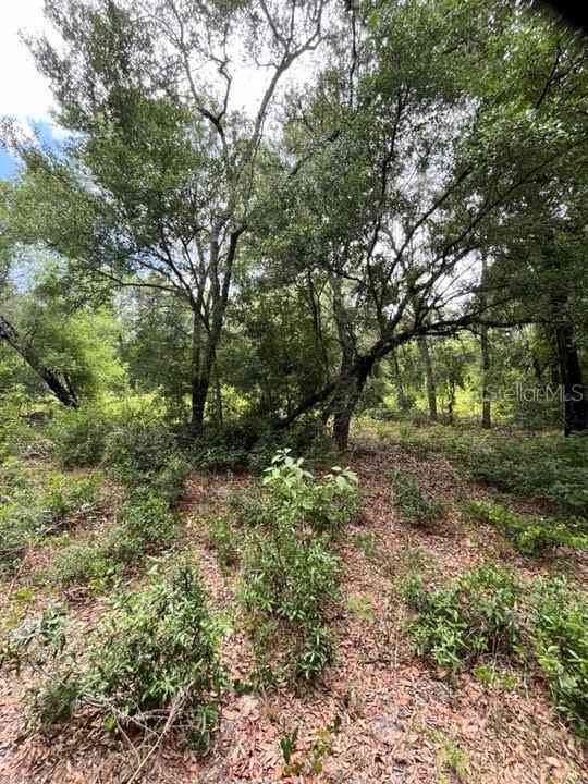 TBD 170th SE Avenue Road, OCKLAWAHA, Florida image 8