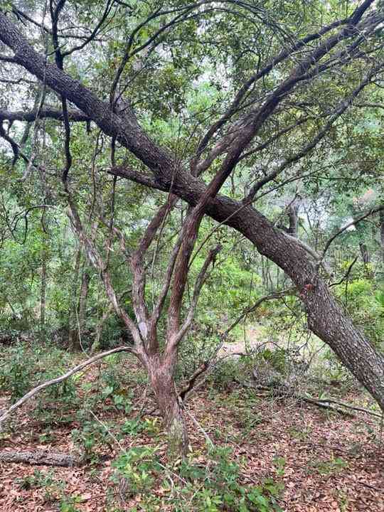 TBD 170th SE Avenue Road, OCKLAWAHA, Florida image 12