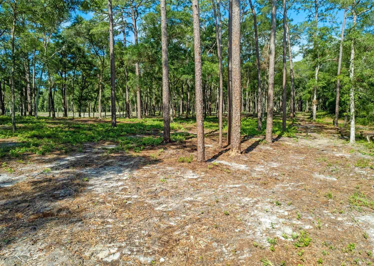 29901 State Road 44, EUSTIS, Florida image 9