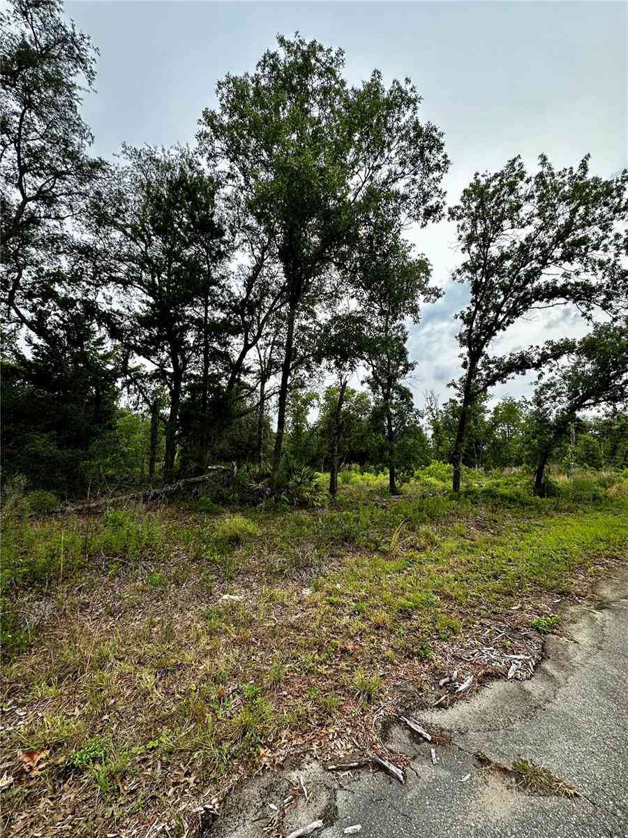 Lot 2 Guava Pl, OCKLAWAHA, Florida image 7