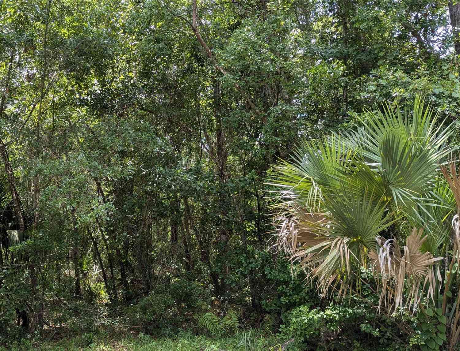 Lot 7 NE Hunter Circle, MICANOPY, Florida image 3