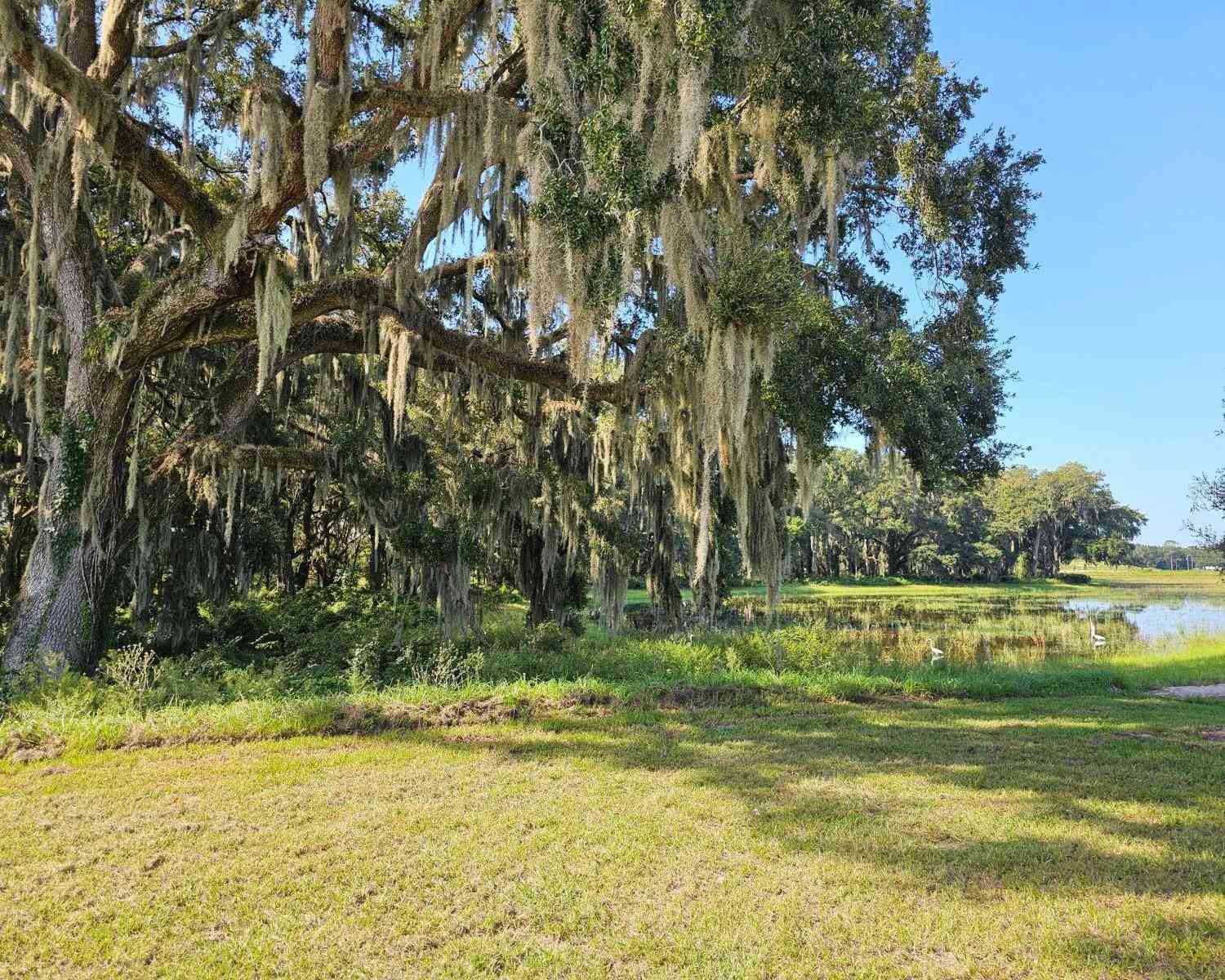 3144 Canopy Oak Boulevard, WILDWOOD, Florida image 14