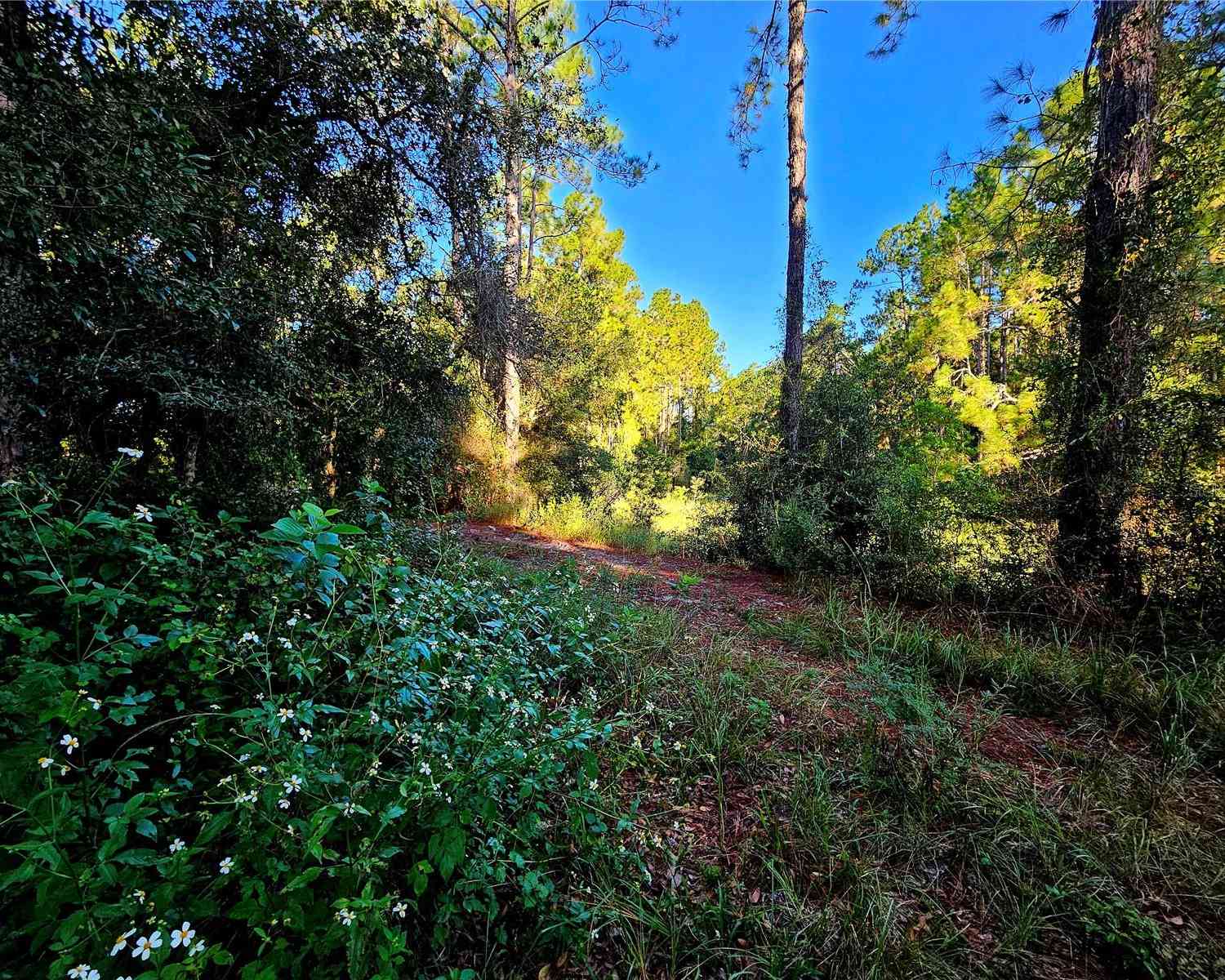 Berryhill Drive, WEBSTER, Florida image 13