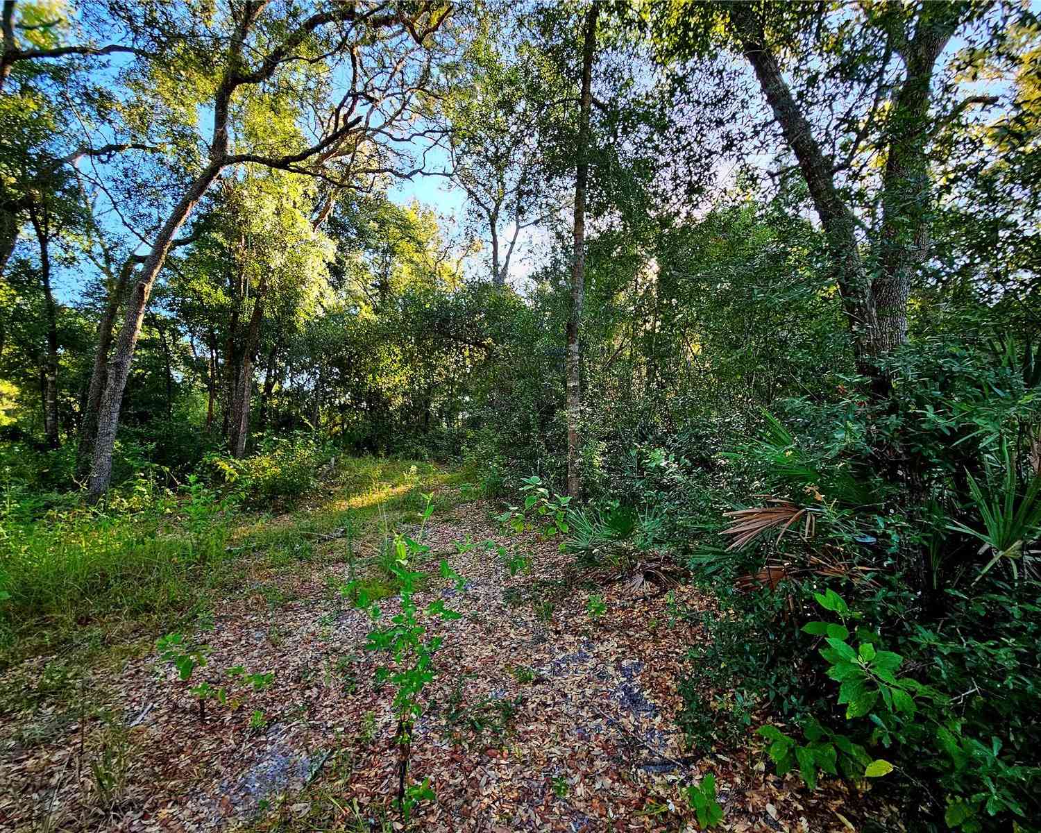 Berryhill Drive, WEBSTER, Florida image 12