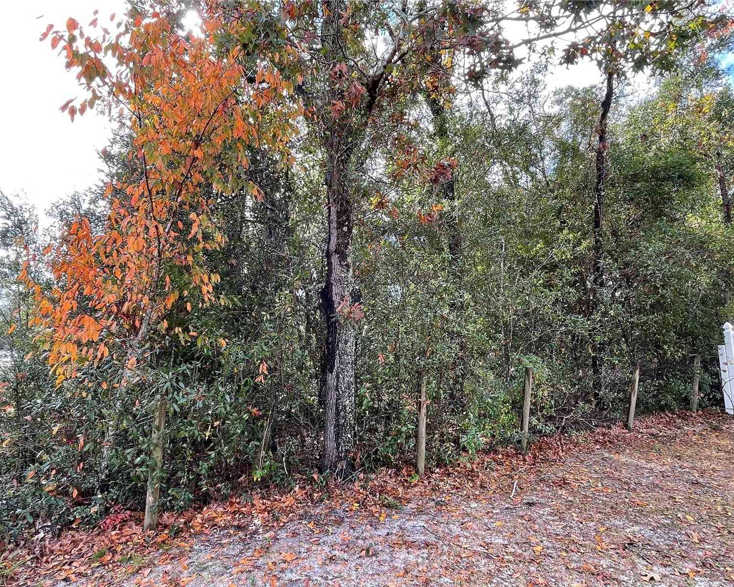Lot 37 SE 92nd Terrace, SUMMERFIELD, Florida image 10