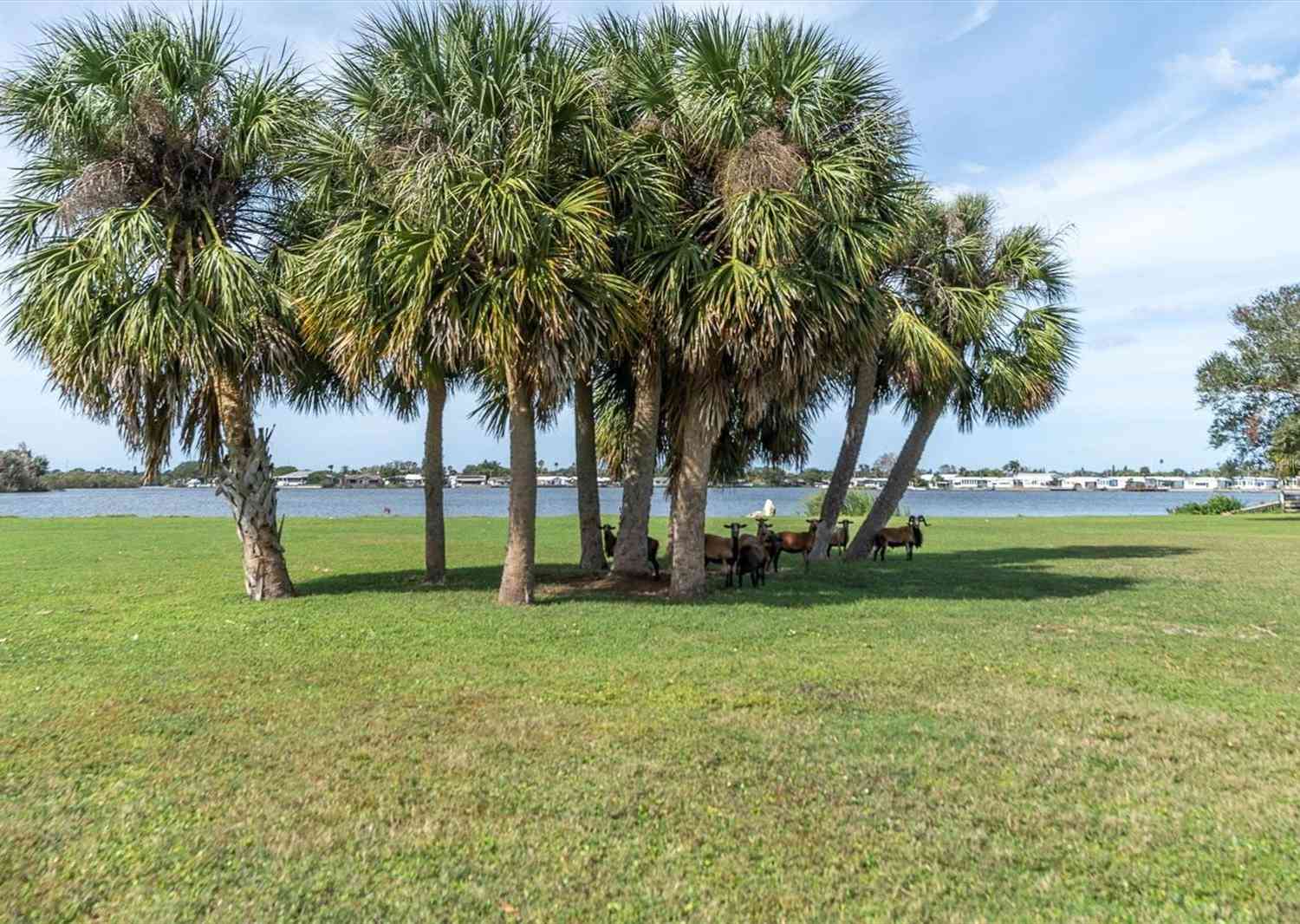 Silhouette Lane, HOLIDAY, Florida image 12