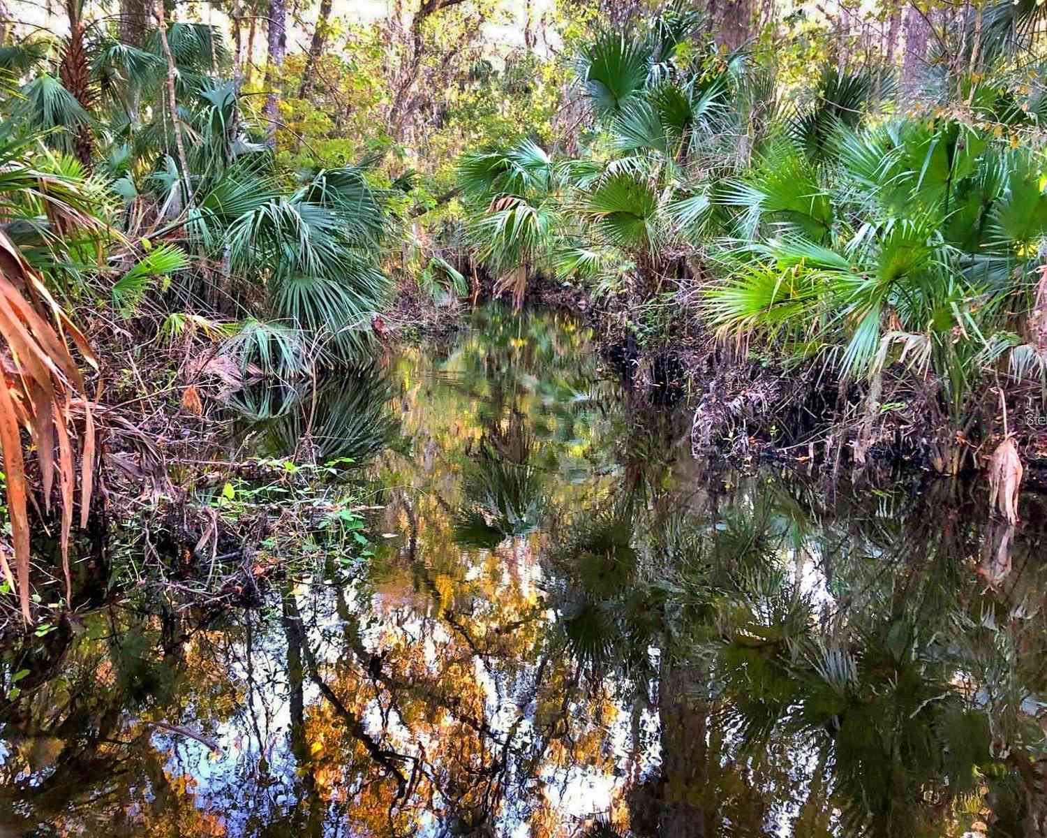 Bronson Road, SORRENTO, Florida image 9