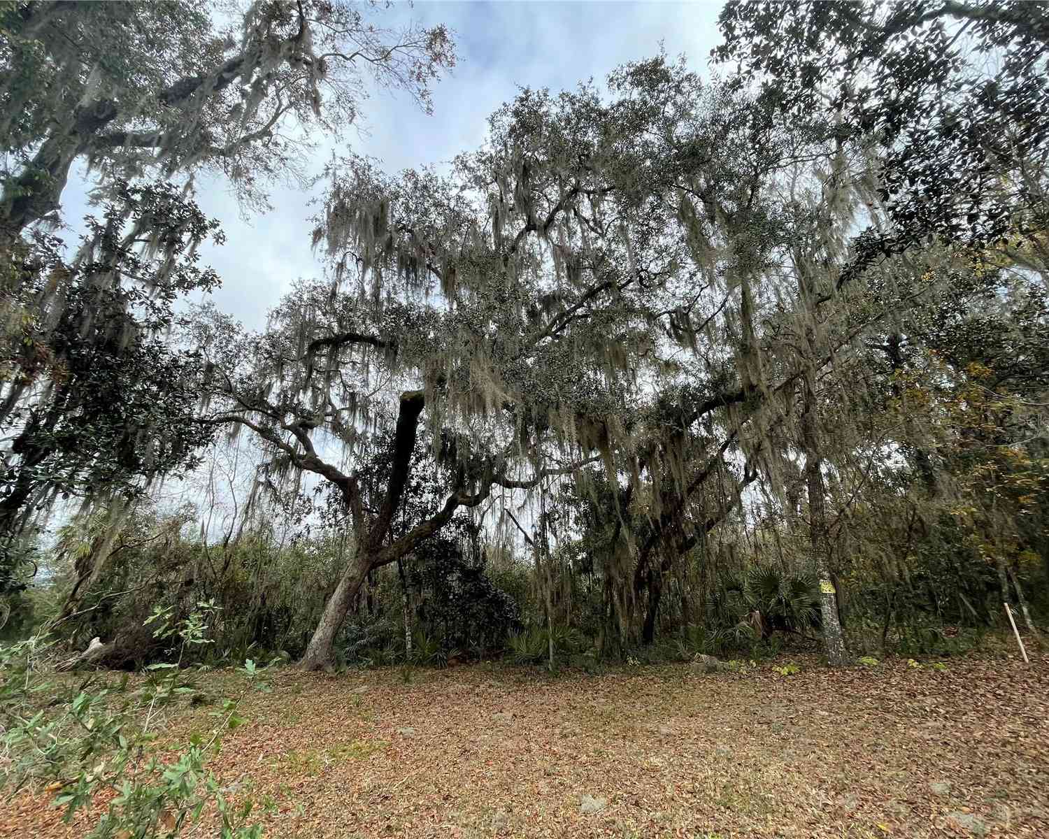 TBD NE 245th Street Road, FORT MC COY, Florida image 3