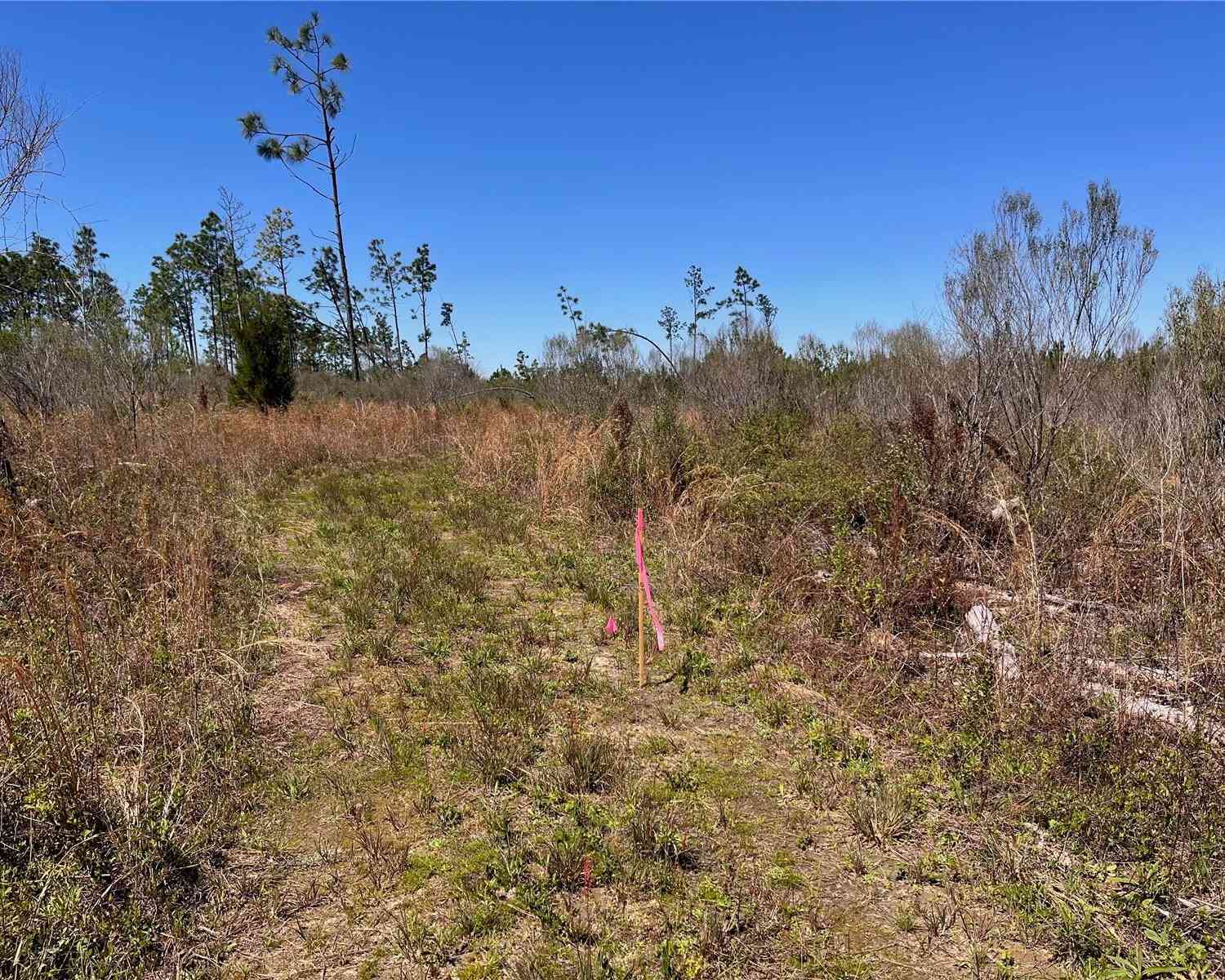 Bethlehem Road, COTTONDALE, Florida image 16