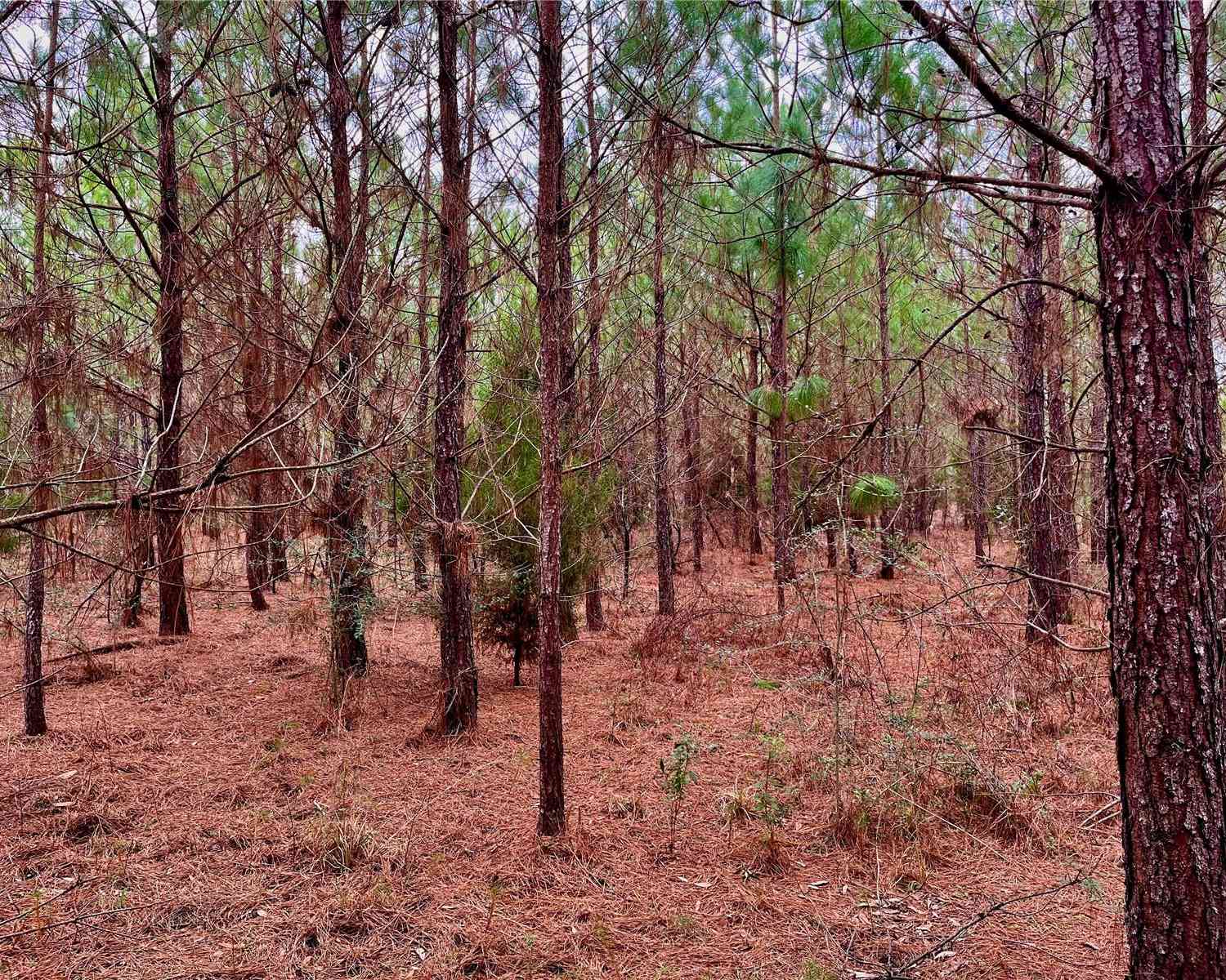 Bethlehem Road, COTTONDALE, Florida image 43