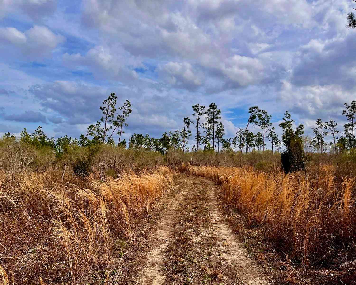 Bethlehem Road, COTTONDALE, Florida image 37