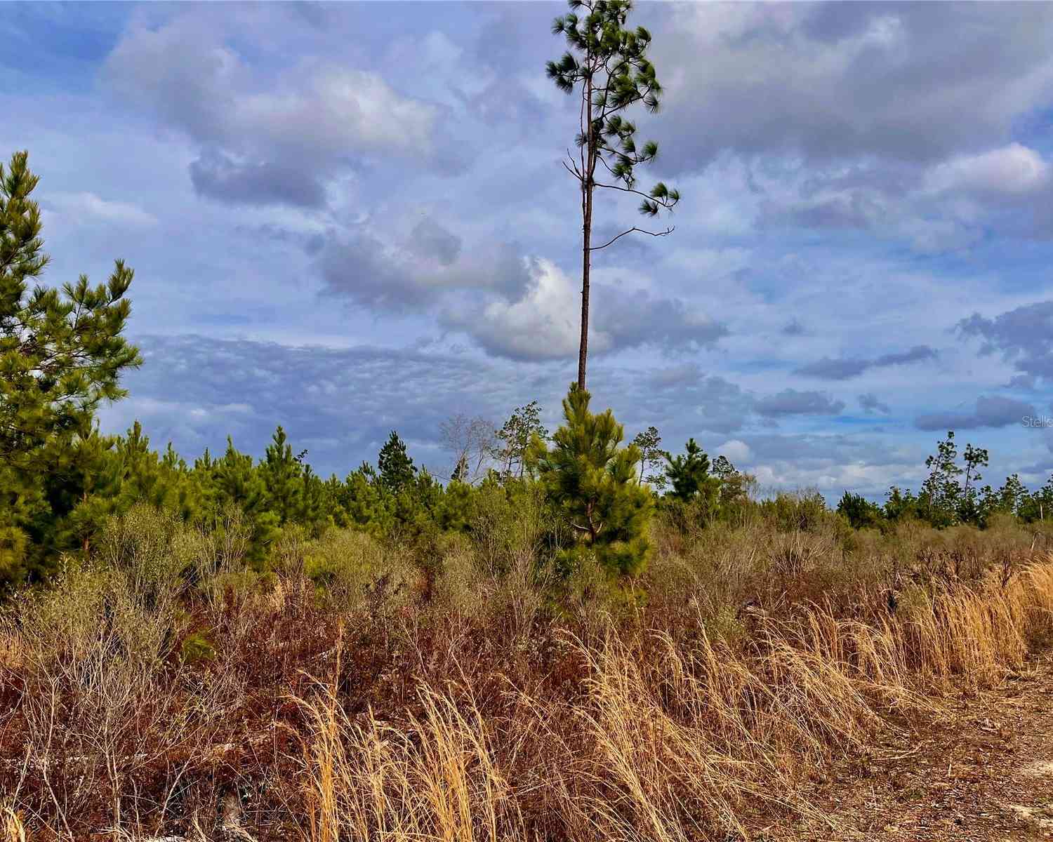 Bethlehem Road, COTTONDALE, Florida image 38