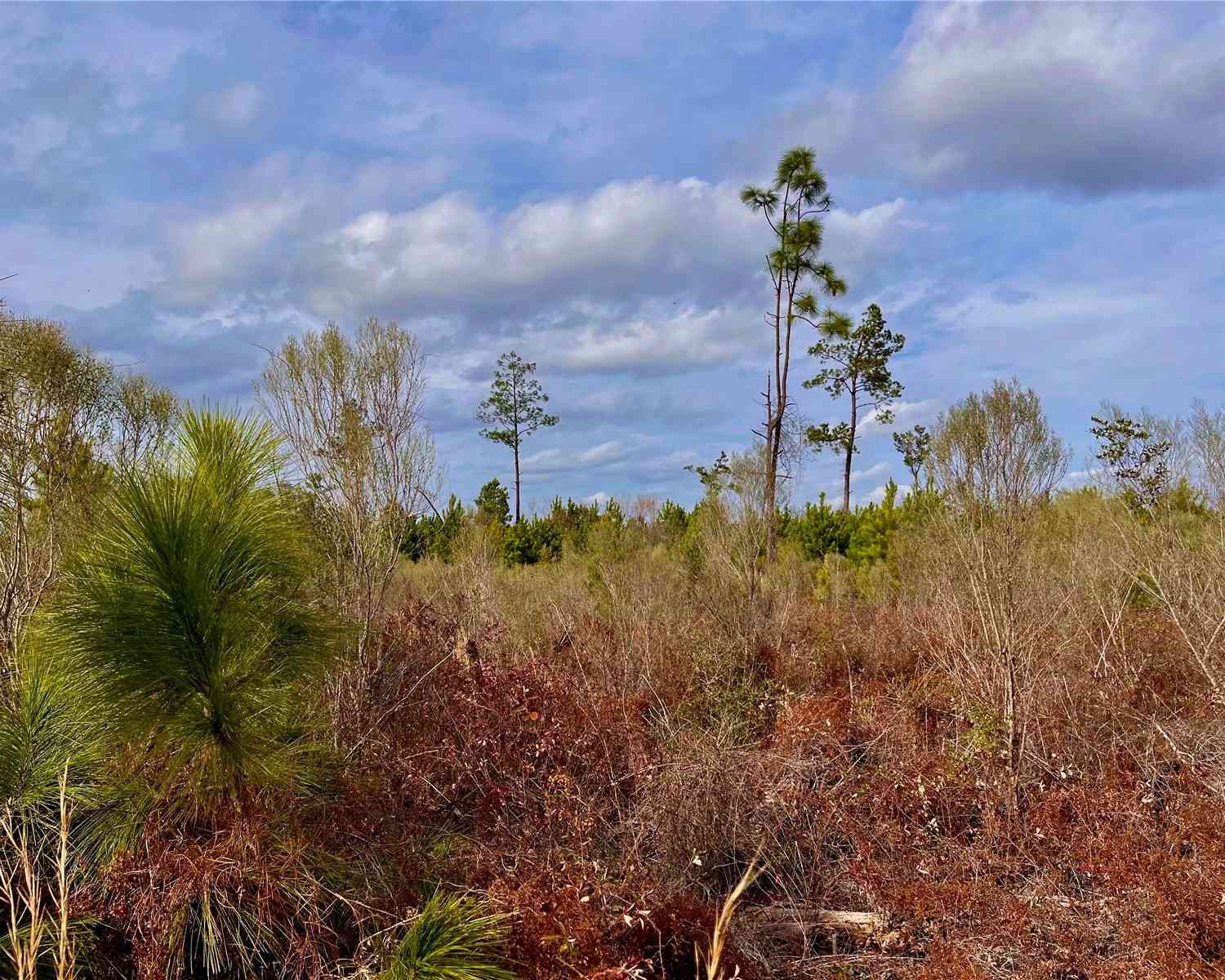 Bethlehem Road, COTTONDALE, Florida image 33