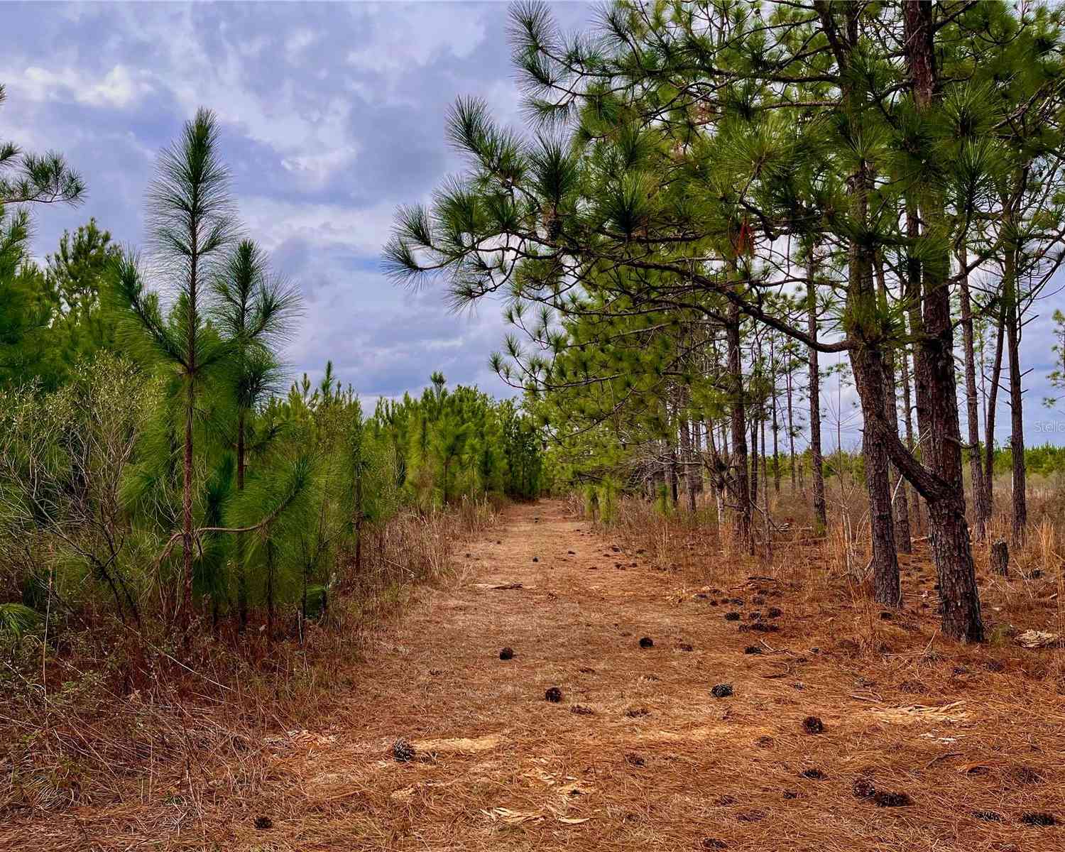 Bethlehem Road, COTTONDALE, Florida image 49