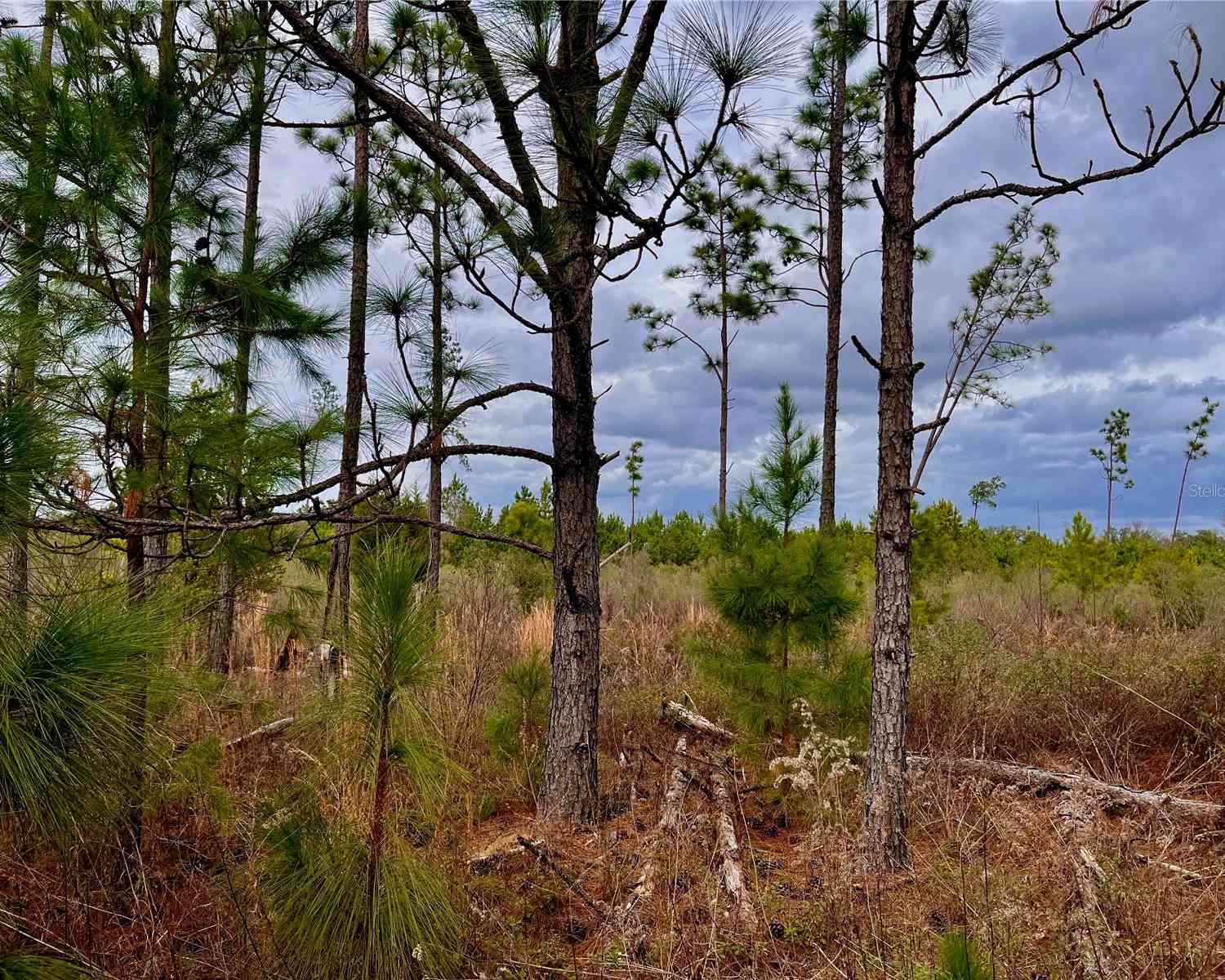 Bethlehem Road, COTTONDALE, Florida image 48