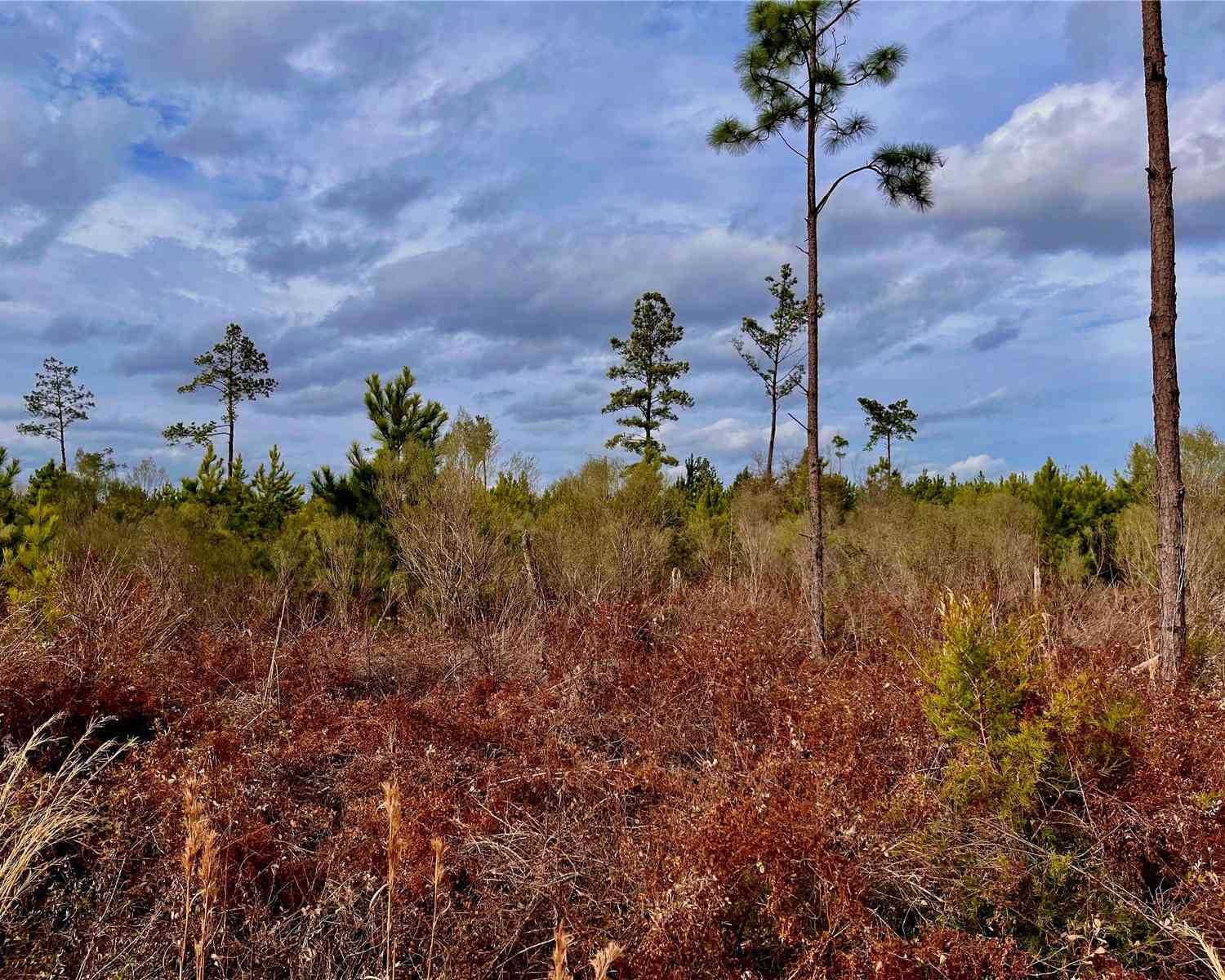 Bethlehem Road, COTTONDALE, Florida image 29