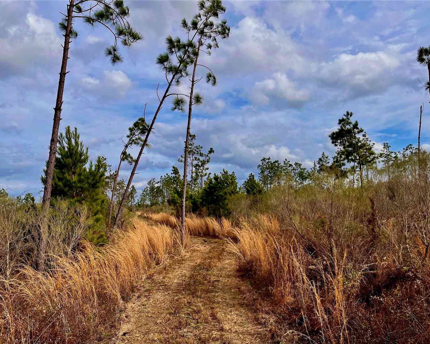 Bethlehem Road, COTTONDALE, Florida image 34