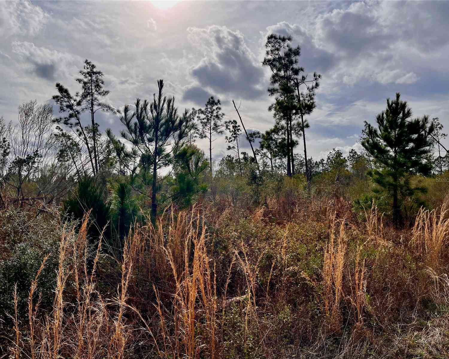 Bethlehem Road, COTTONDALE, Florida image 31