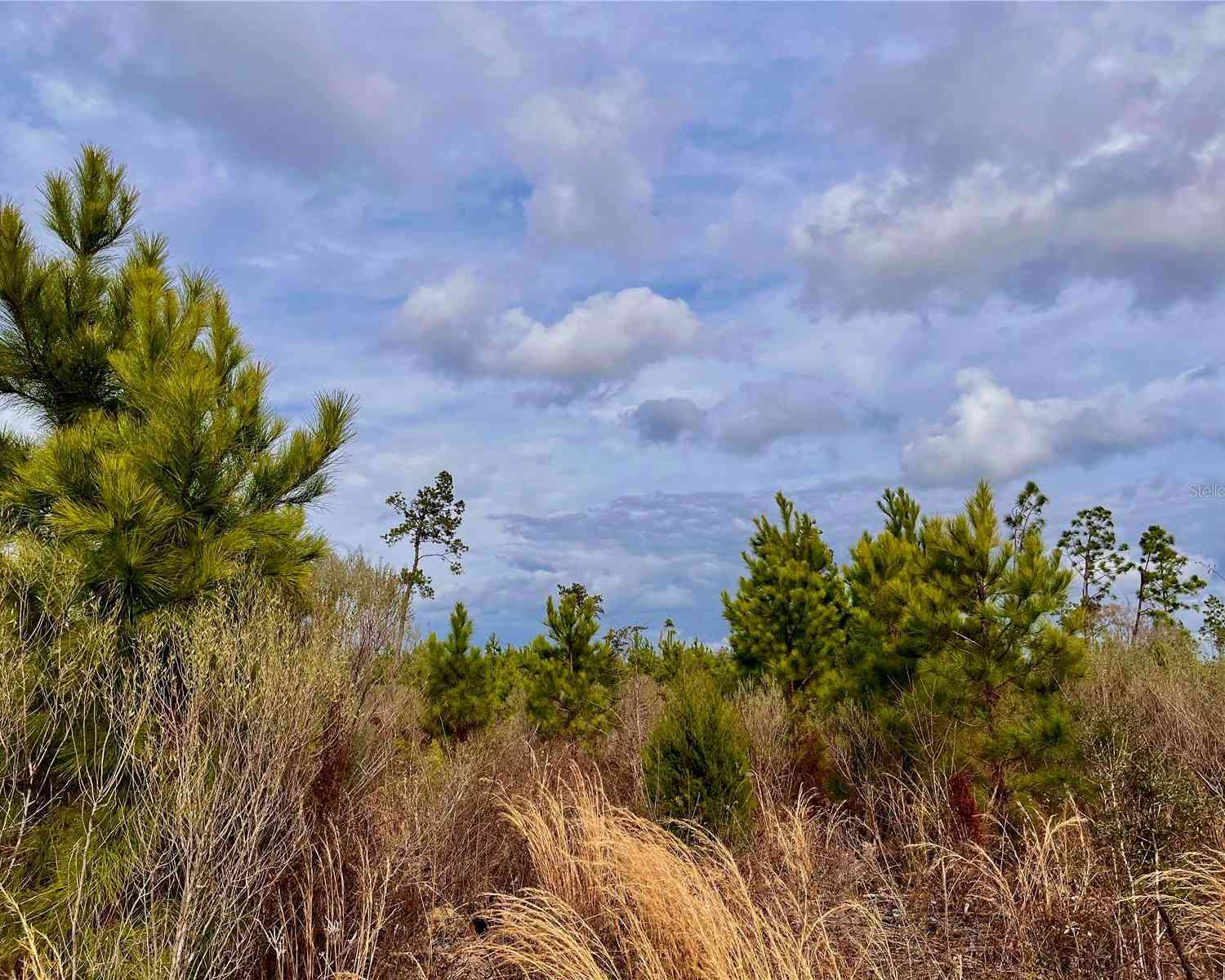 Bethlehem Road, COTTONDALE, Florida image 35