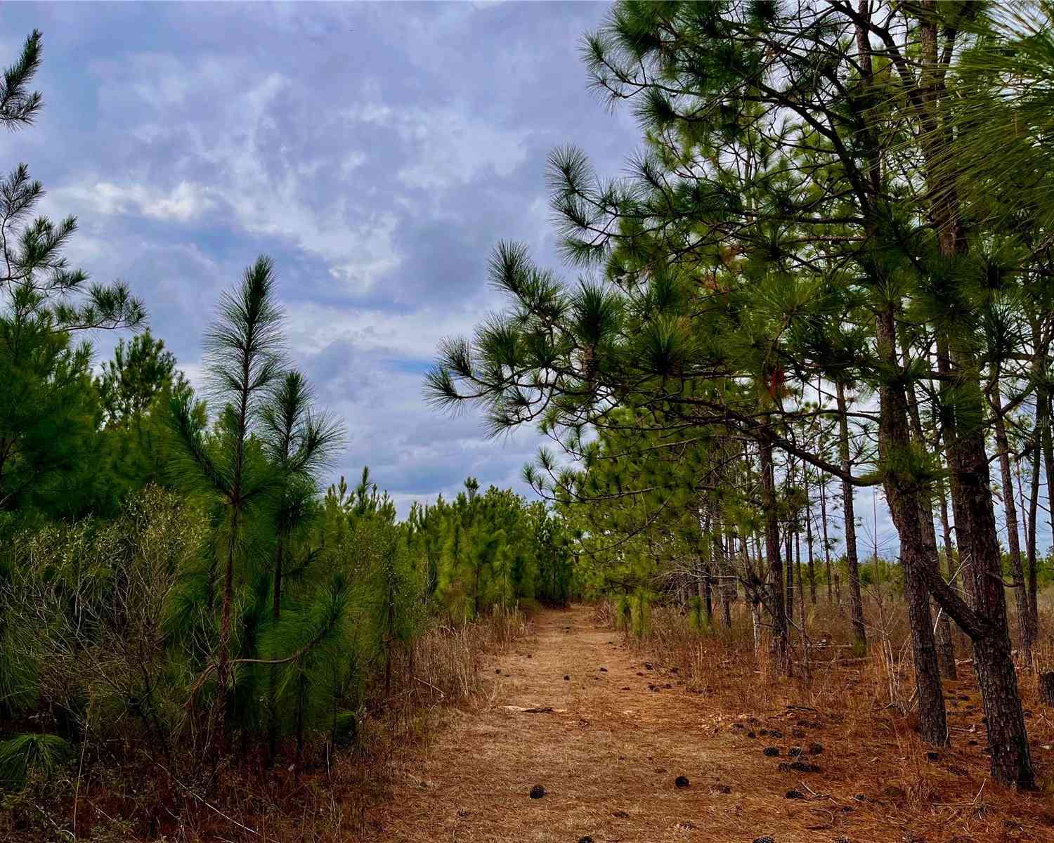 Bethlehem Road, COTTONDALE, Florida image 45