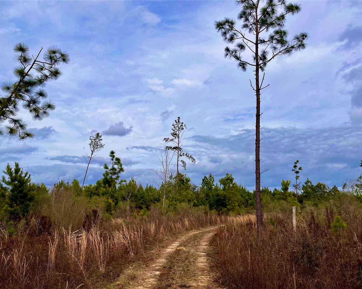 Bethlehem Road, COTTONDALE, Florida image 39