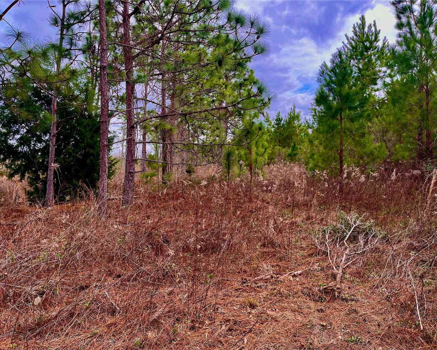 Mutual Road, COTTONDALE, Florida image 45