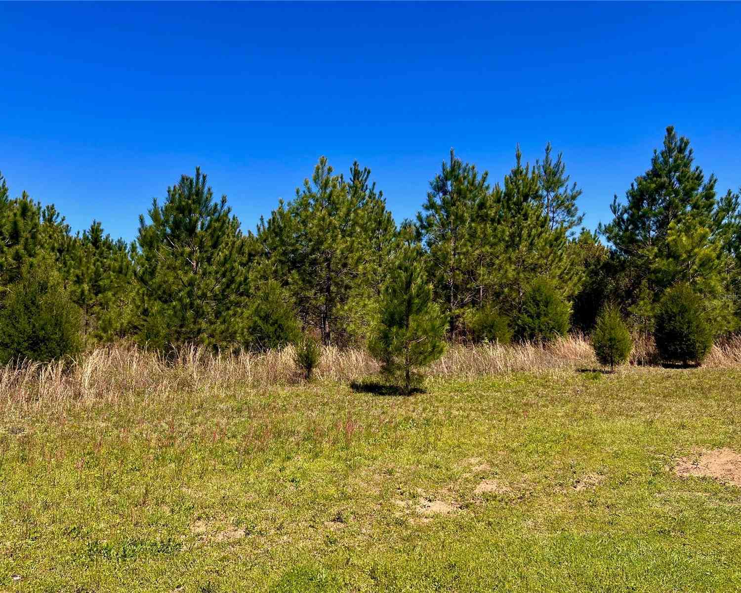 Mutual Road, COTTONDALE, Florida image 31