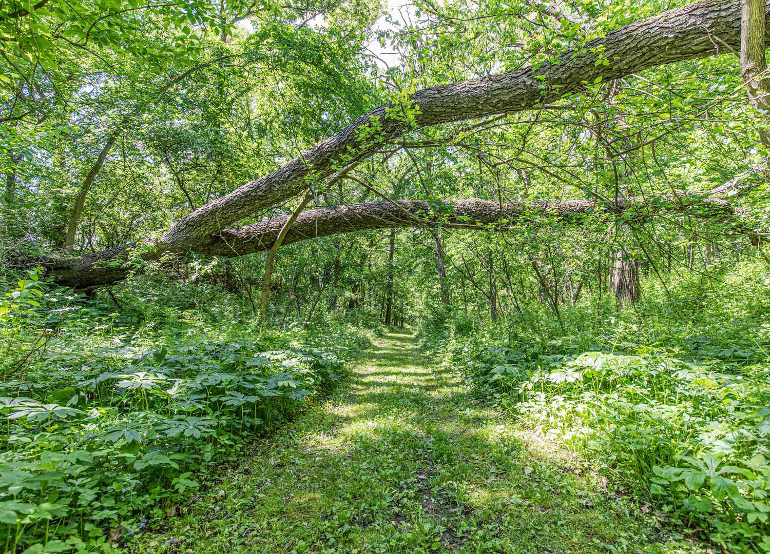 Lot 16 Meyers Road, Mt. Carroll, Illinois image 23