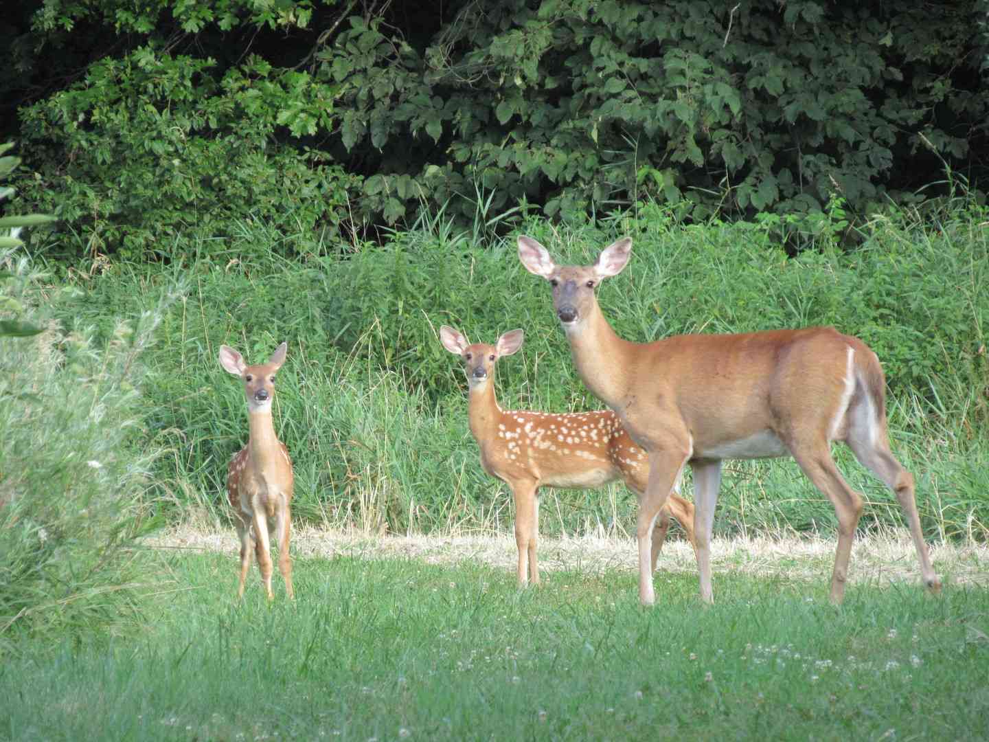 Lot 16 Meyers Road, Mt. Carroll, Illinois image 49