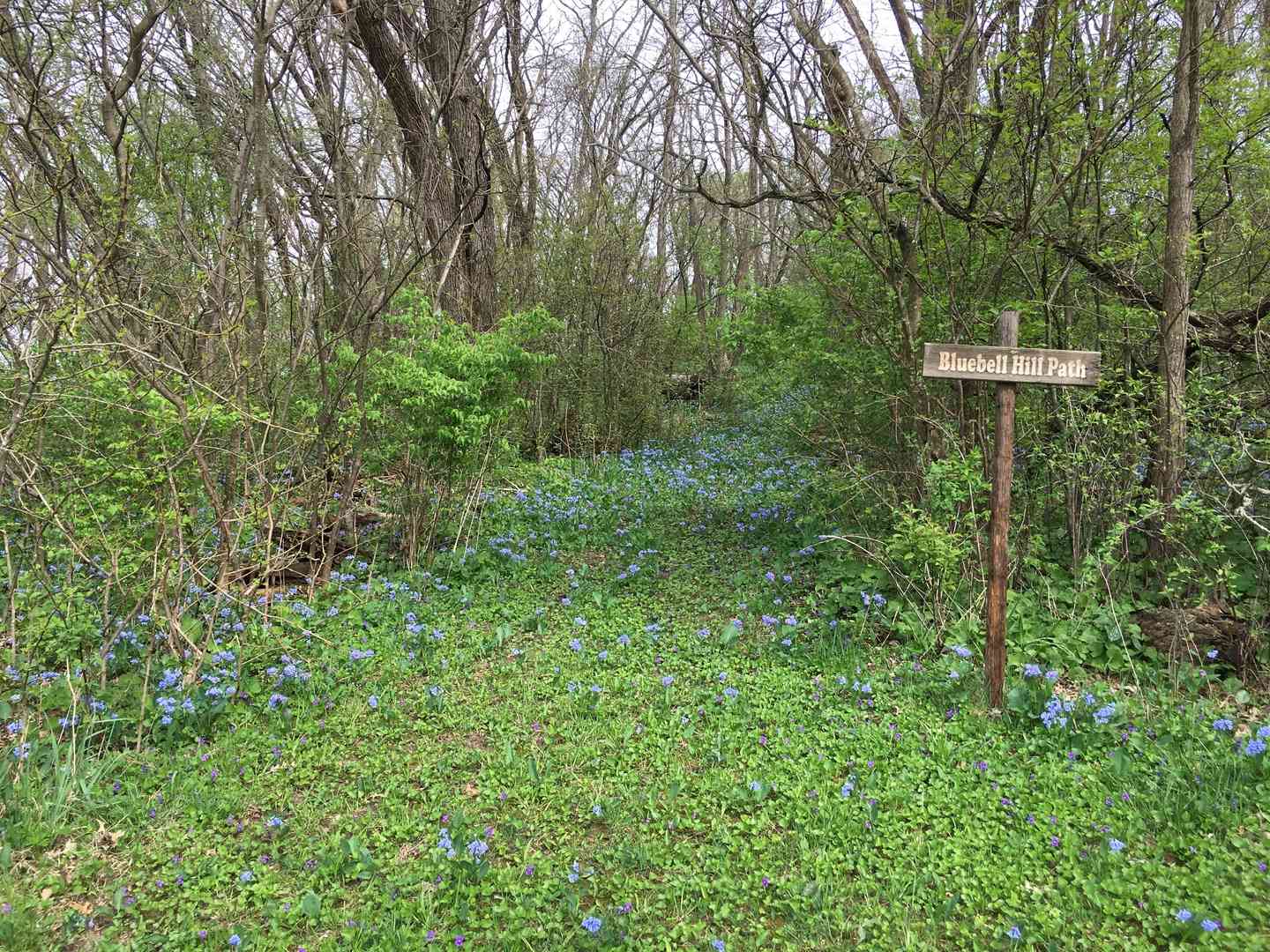 Lot 16 Meyers Road, Mt. Carroll, Illinois image 36