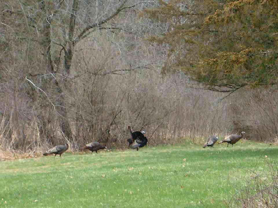 Lot 16 Meyers Road, Mt. Carroll, Illinois image 31