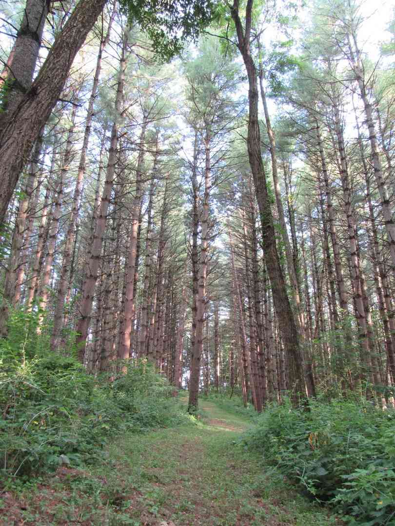 Lot 16 Meyers Road, Mt. Carroll, Illinois image 39