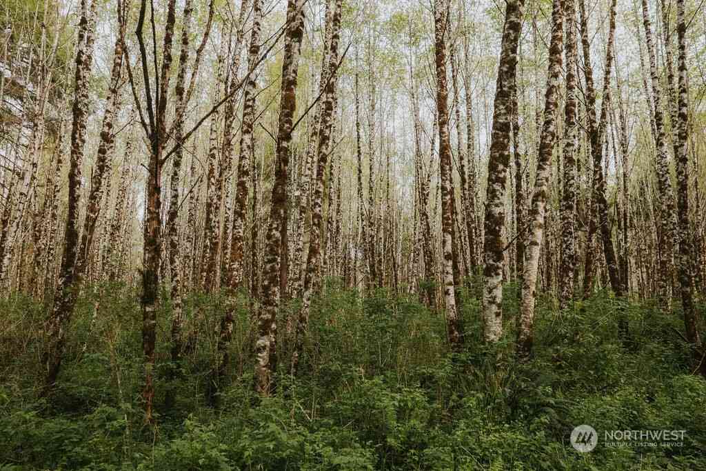 Treichel Lane, Forks, Washington image 20