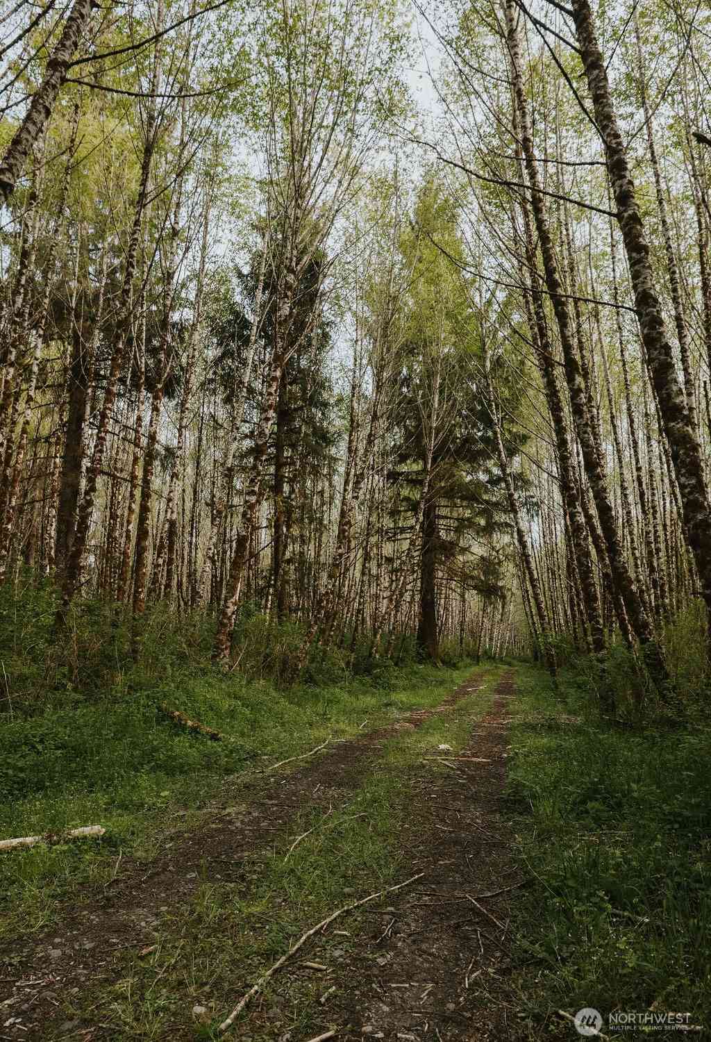 Treichel Lane, Forks, Washington image 16