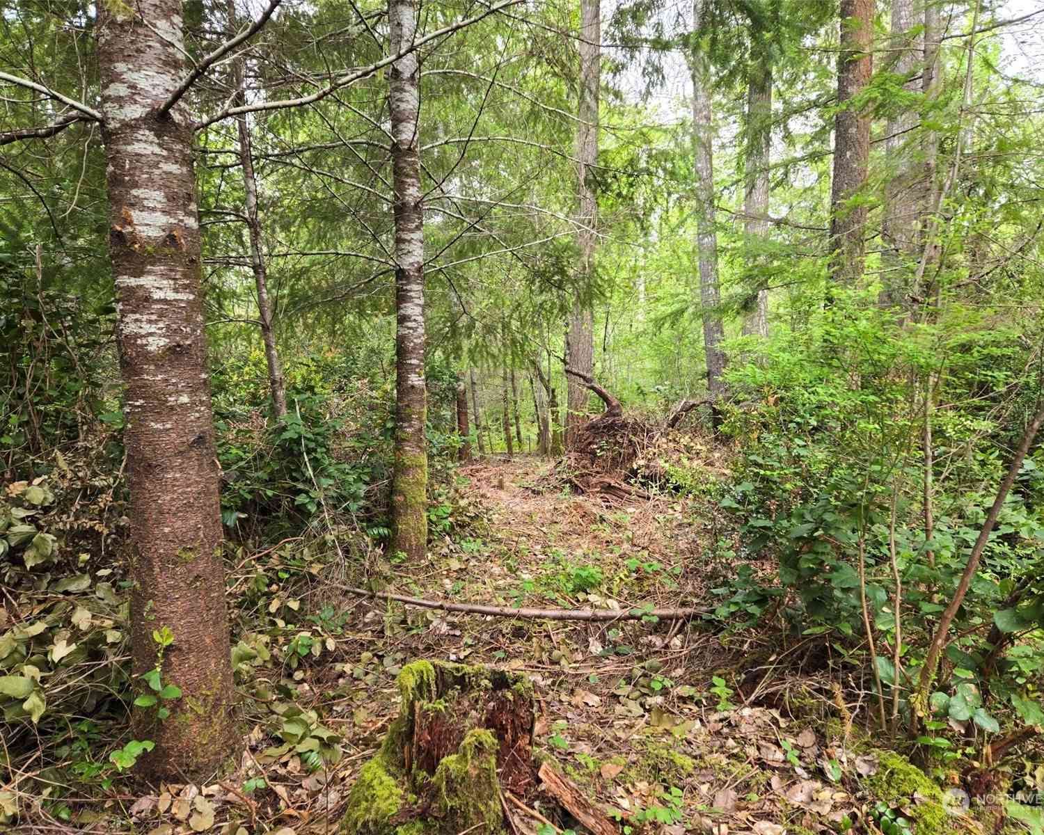 961 E Rasor Road, Belfair, Washington image 3