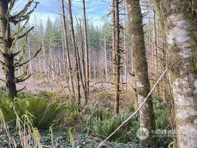 August Road, Onalaska, Washington image 6