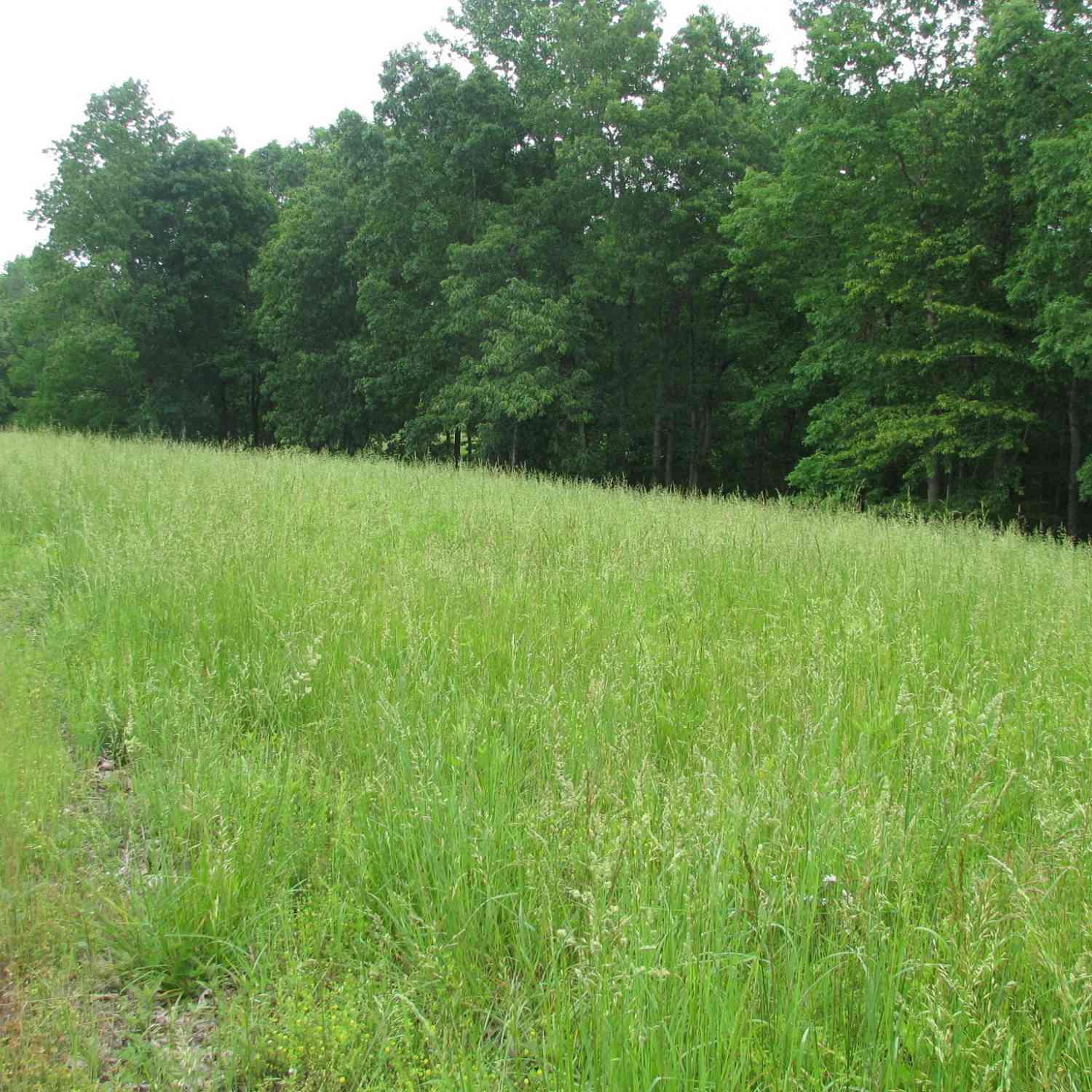 Barge Lane, Waverly, Tennessee image 8