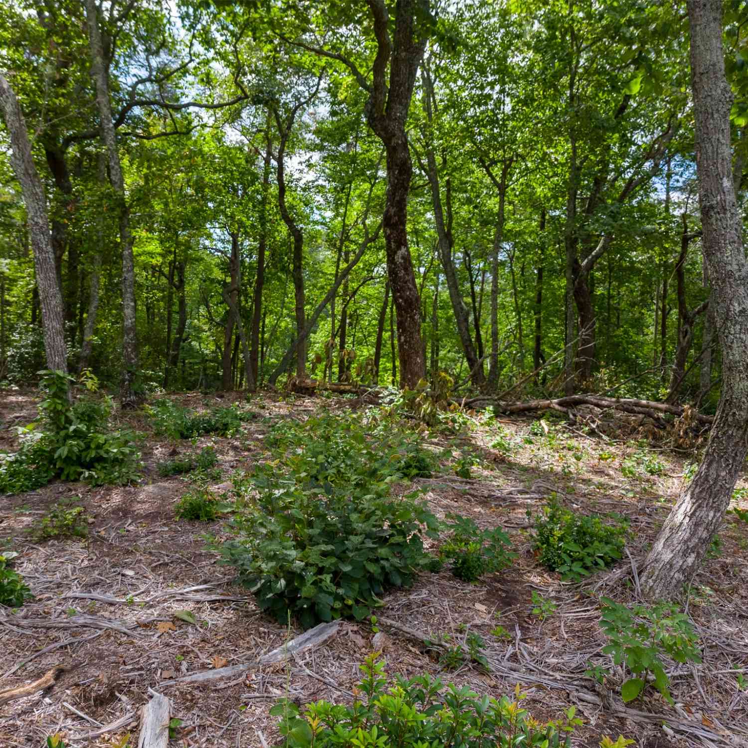 The Bluffs At The Ridge, Sparta, Tennessee image 8