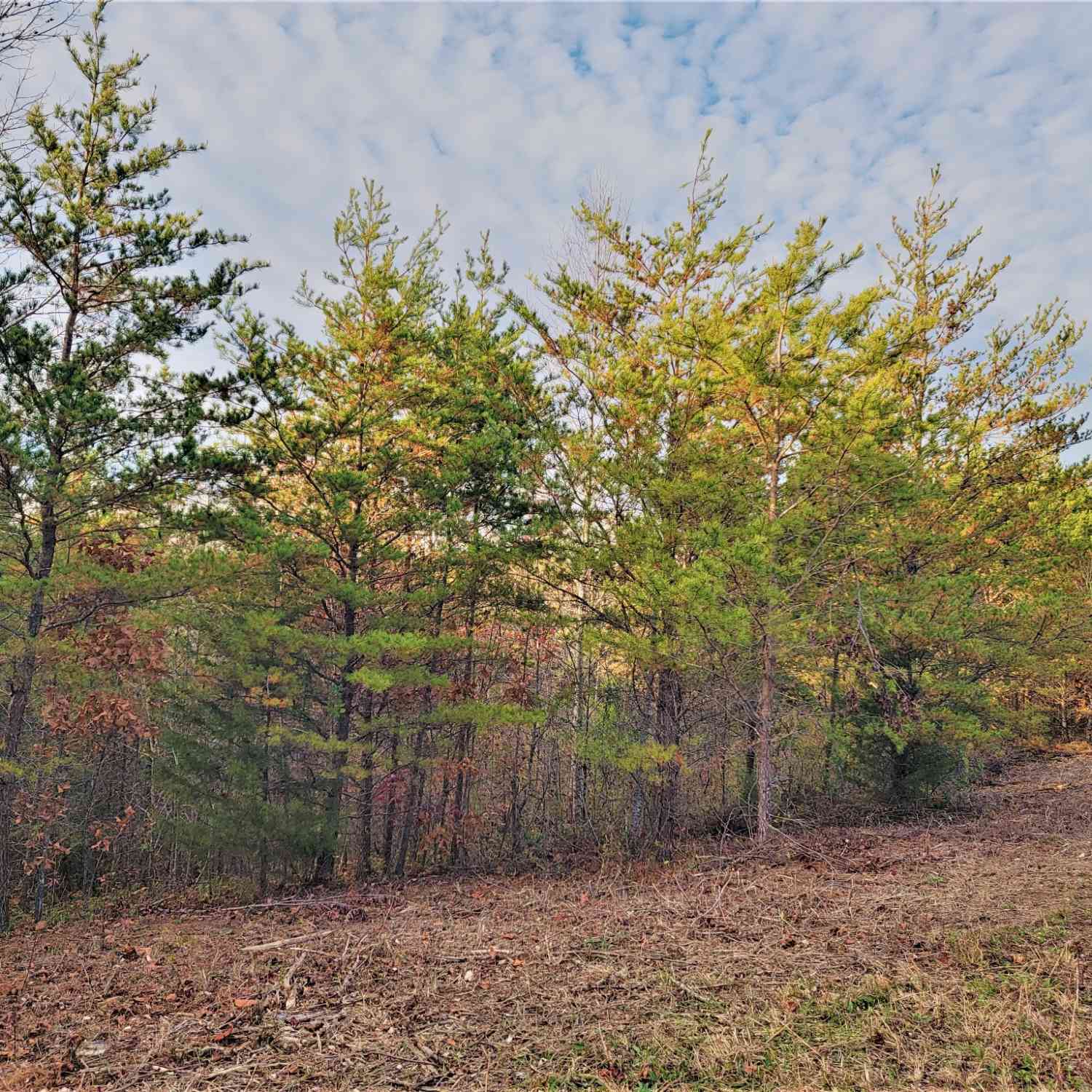 Mountain Ridge, Tellico Plains, Tennessee image 4