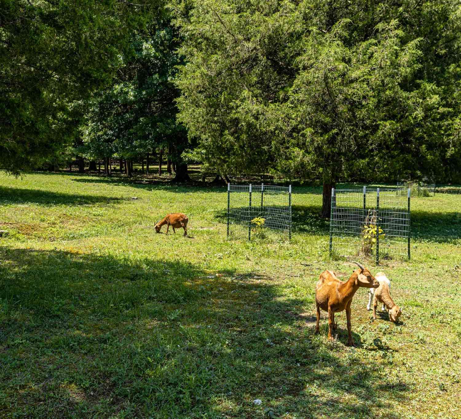 2812 Bolton Rd, Columbia, Tennessee image 39
