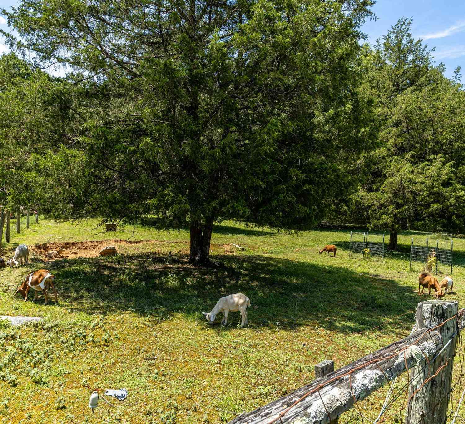 2812 Bolton Rd, Columbia, Tennessee image 38