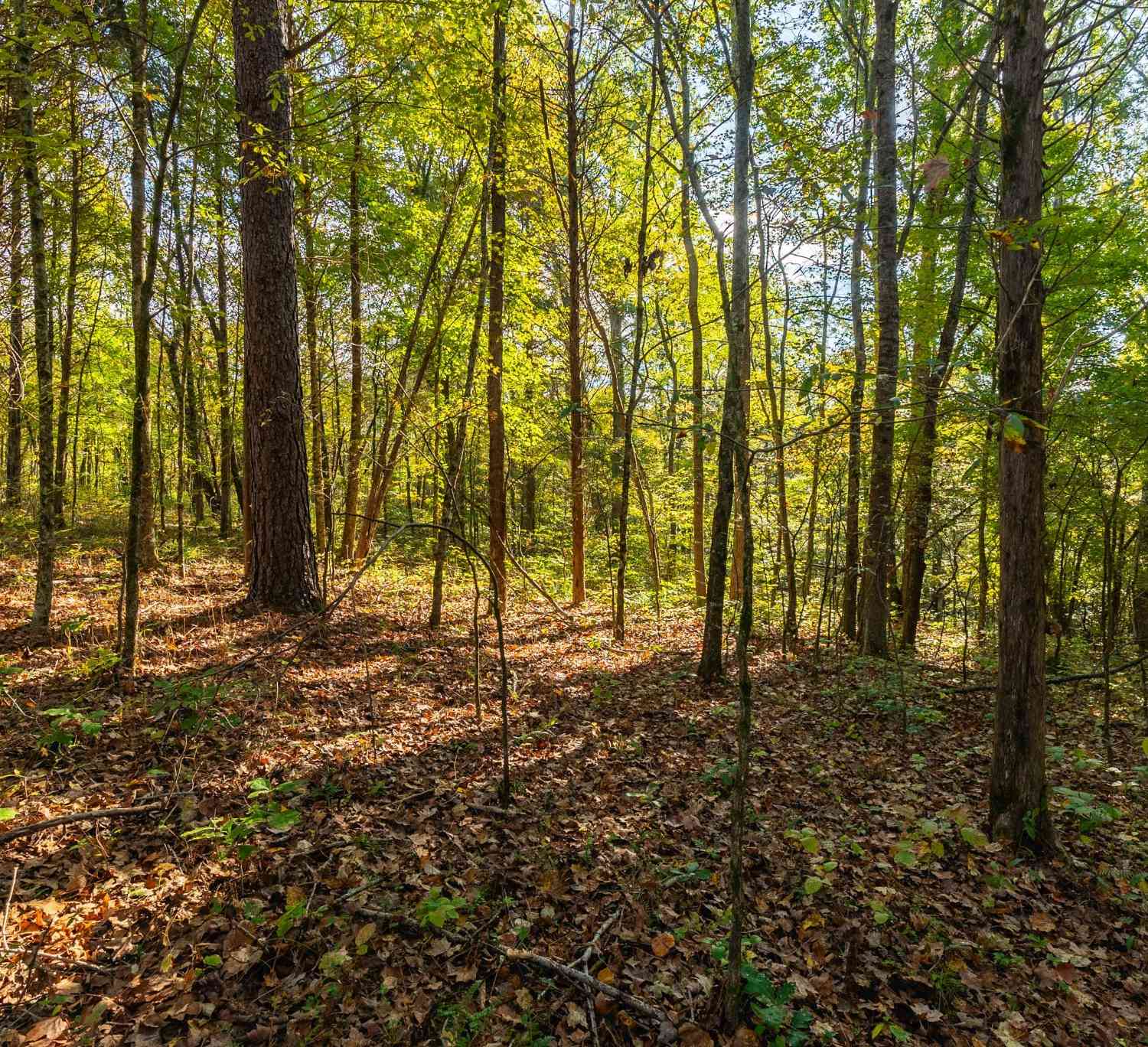 Crow Cut Rd, Fairview, Tennessee image 6