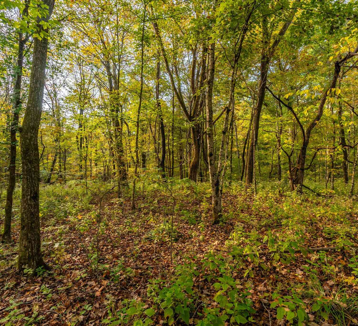 Crow Cut Rd, Fairview, Tennessee image 2