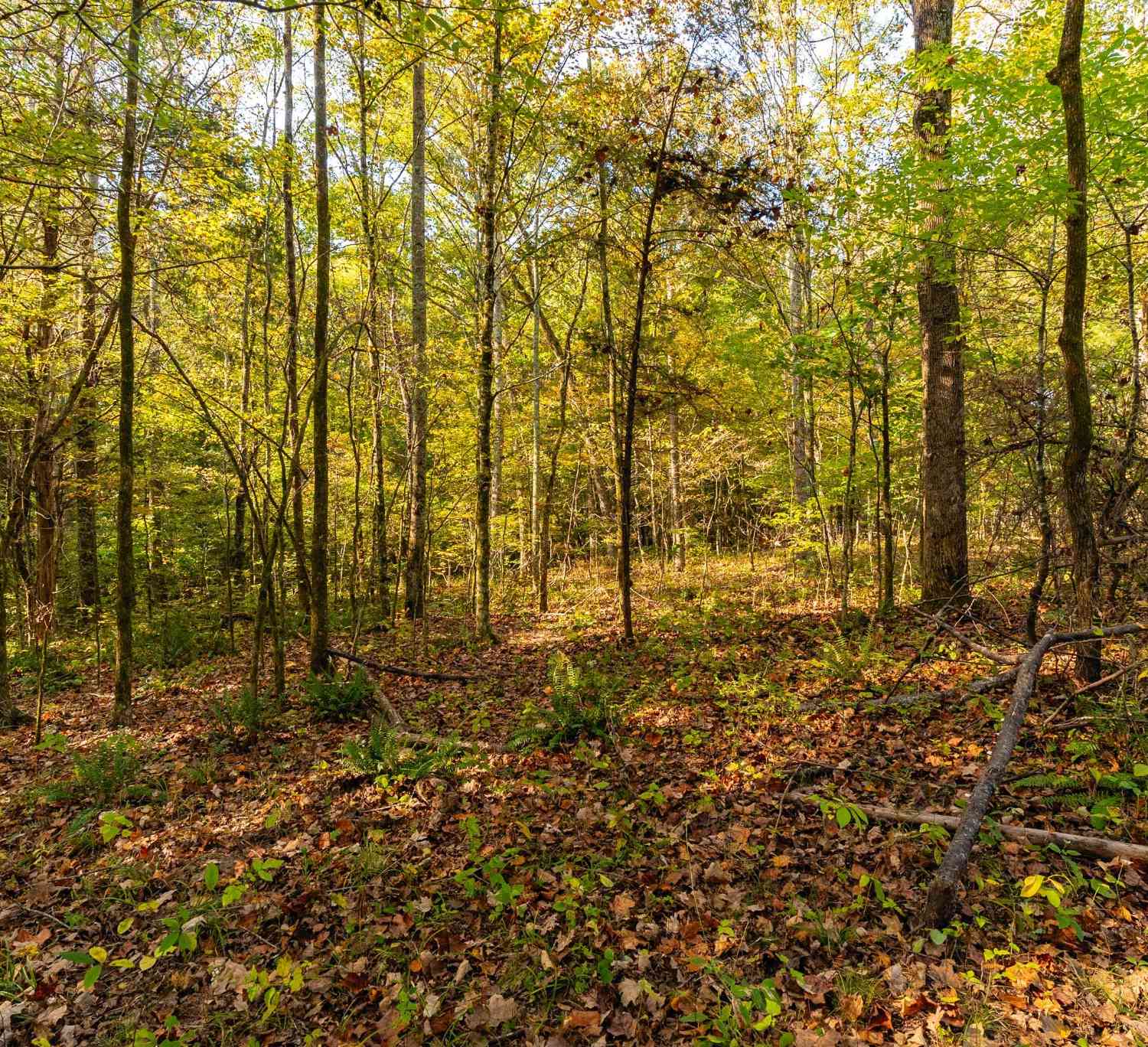 Crow Cut Rd, Fairview, Tennessee image 7